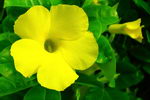 golden trumpet vine
